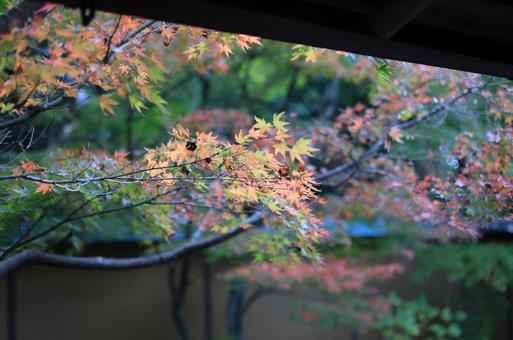 部屋から見える紅葉 部屋から見える紅葉の写真