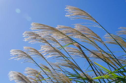 青空に映えるススキの穂 青空に映えるススキの穂 すすき,花穂,穂先の写真素材