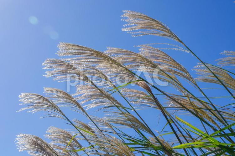 青空に映えるススキの穂 すすき,花穂,穂先の写真素材