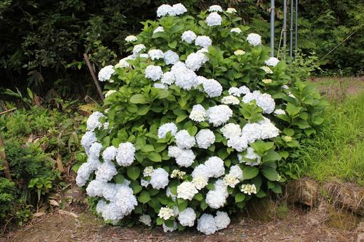 あじさい82 あじさい82 あじさい,紫陽花,アジサイの写真素材
