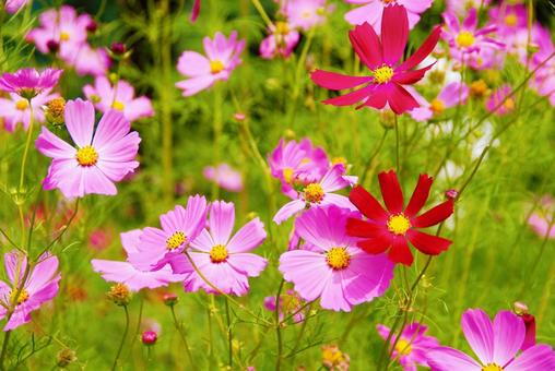 ピンクの花の写真