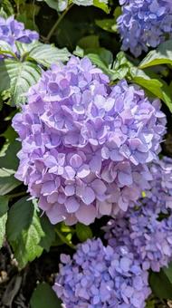 Hydrangea, JPG