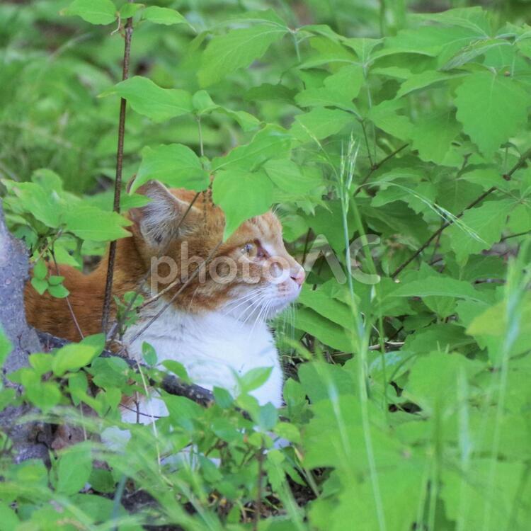 草むらに隠れている猫 隠れる,若い,猫の写真素材