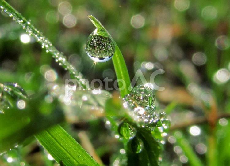 水滴と朝の光Water drops 水滴,しずく,雨の写真素材