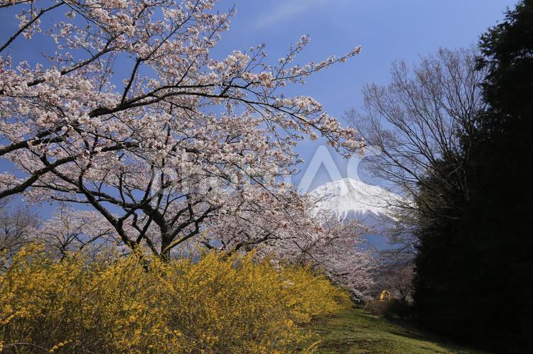 富士宮から見た満開の桜と富士山 桜,満開,富士山の写真素材
