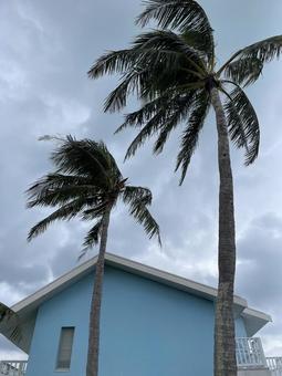 南国 南国,台風直前,ヤシの木の写真素材