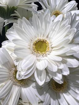 白いガーベラ ガーベラ,花,アップの写真素材