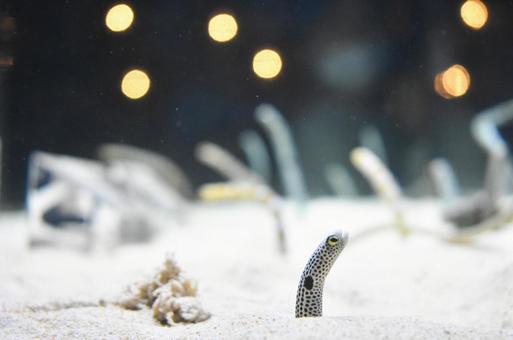 水族館 水族館の写真