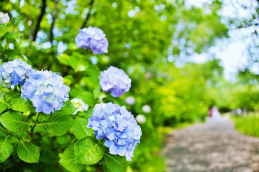 アジサイ 紫陽花 梅雨 花 水滴,落ち着く,雫,バックグラウンド,背景素材,壁紙,雨,しっとり,テクスチャ,湿気,憂鬱,アンニュイ,流れ落ちる,台風,湿度,ネガティブ,雨音,しとしと,雨の日,田舎の景色,通り雨,梅雨時期,ガラスの水滴 低気圧 豪雨 アジサイ 紫陽花 梅雨 花 水滴,落ち着く,雫,バックグラウンド,背景素材,壁紙,雨,しっとり,テクスチャ,湿気,憂鬱,アンニュイ,流れ落ちる,台風,湿度,ネガティブ,雨音,しとしと,雨の日,田舎の景色,通り雨,梅雨時期,ガラスの水滴 低気圧 豪雨の写真