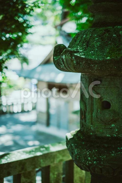 神社の苔むした灯籠 風景,自然,木漏れ日の写真素材