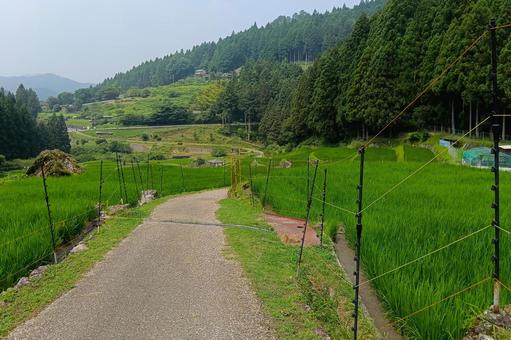 四谷の千枚田① 四谷の千枚田① 棚田,田んぼ,千枚田の写真素材