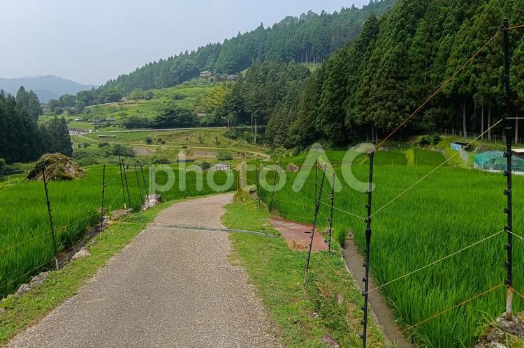 四谷の千枚田① 棚田,田んぼ,千枚田の写真素材
