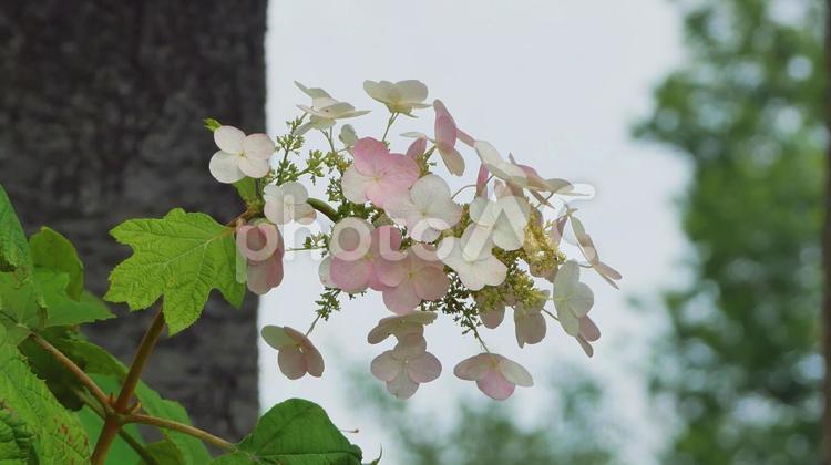 初夏を桜色に彩るカシワバアジサイ カシワバアジサイ,紫陽花,6月の写真素材