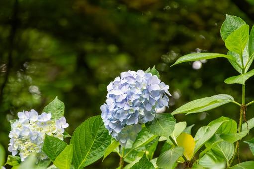 Hydrangeas shining after the rain, JPG
