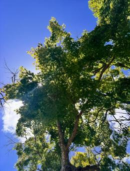 Summer sky and shining green maples, JPG