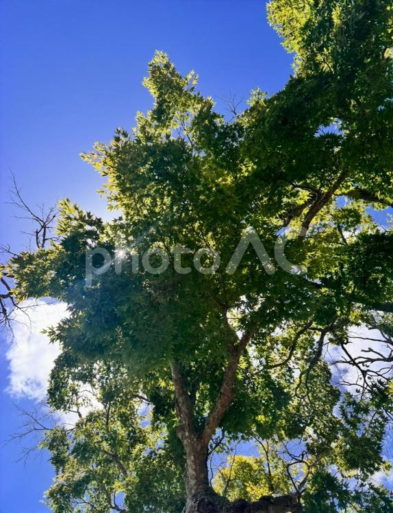 夏空と輝く青もみじ 夏,もみじ,青もみじの写真素材