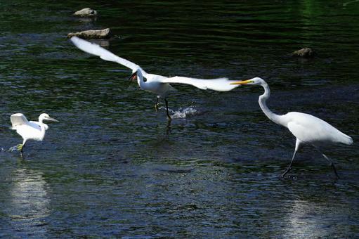 Photo, a three-way battle, three days, a heron, 