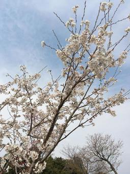 桜 花 桜 花の写真