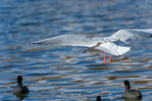 水面を滑空するユリカモメ 水面を滑空するユリカモメ ユリカモメ,カモメ,鳥の写真素材