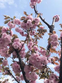 桜 桜の写真