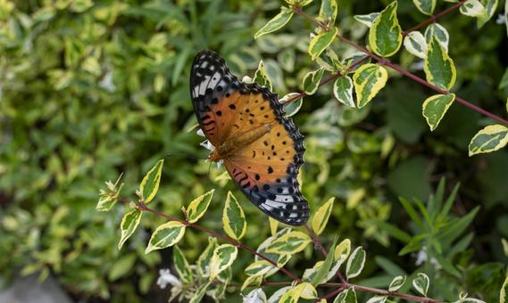 Photo, tsunaglo hiyomon, butterfly, insect, 