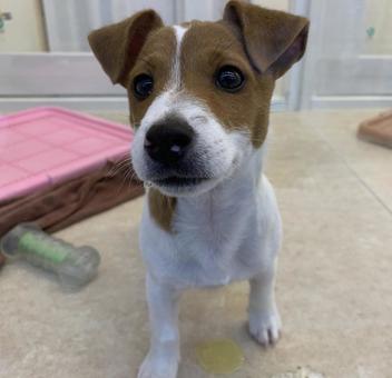 Dog Jack Russell Terrier, JPG Dog Jack Russell Terrier, JPG