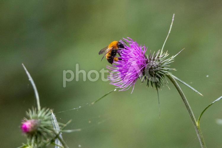 アザミとクマバチ 高山,flower,鮮やかの写真素材
