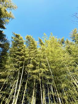 Sunny bamboo forest and blue sky, JPG Sunny bamboo forest and blue sky, JPG