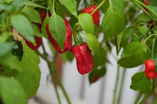 トウガラシ（朝天唐辛子） トウガラシ,朝天唐辛子,唐辛子の写真素材