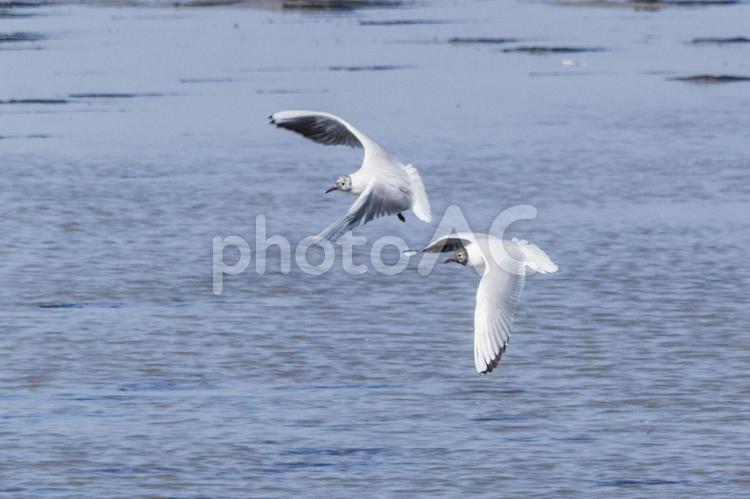 干潟のユリカモメ5（田原市） ユリカモメ,野鳥,汐川干潟の写真素材