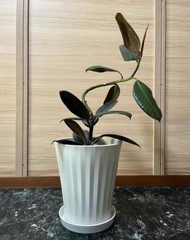 ゴムの木 ゴムの木 観葉植物,フィカスバーガンディ,曲げゴムの木の写真素材