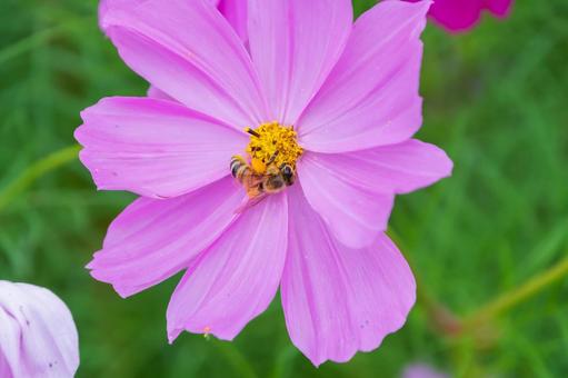 ピンクコスモスと蜜を集めるミツバチの写真