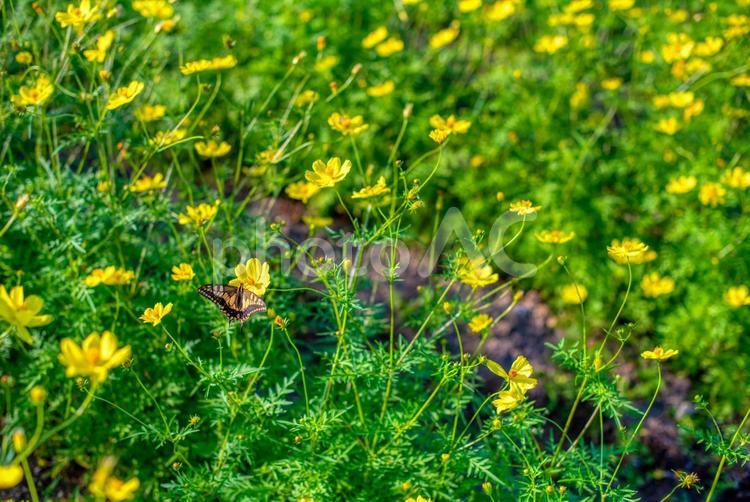 コスモスにとまるアゲハチョウ キアゲハ,アゲハチョウ,コスモスの写真素材
