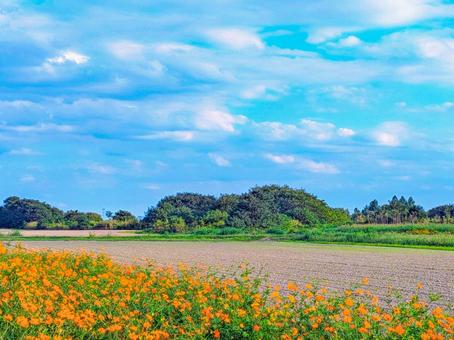 キバナコスモスと青空 キバナコスモスと青空 キバナコスモス,秋,秋の花の写真素材