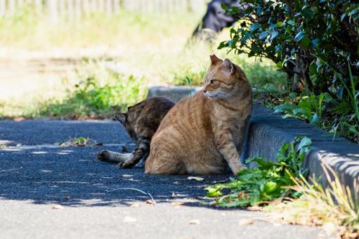 猫(246) 猫,食肉目,ネコ科の写真素材