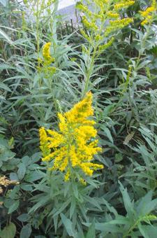 セイタカアワダチソウの写真