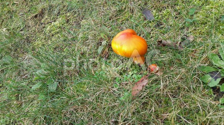 秋のきのこ4 キノコ,茸,秋の写真素材