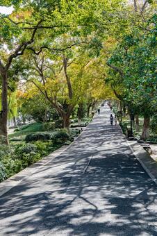 杭州・西湖 蘇堤 西湖,蘇堤,杭州の写真素材