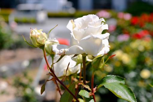 薔薇 かぐや富士 薔薇 かぐや富士 薔薇,かぐや富士,花の写真素材