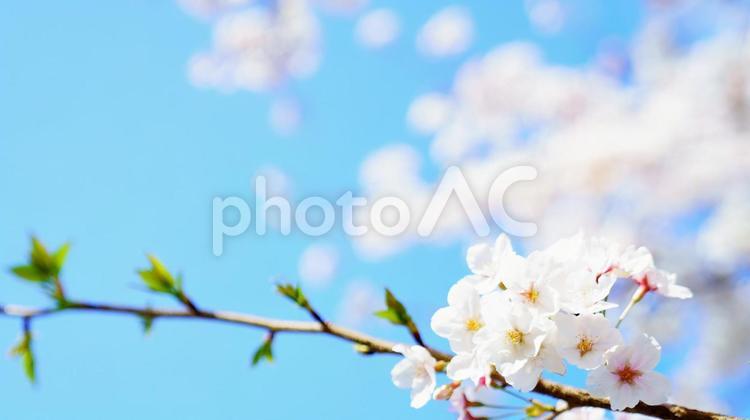 桜と青い空 桜,公園,空の写真素材