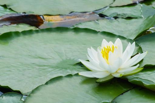 Water Lily, JPG Water Lily, JPG