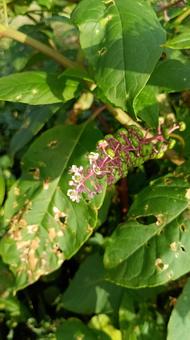 毒をもつ植物ヤマゴボウの花 ヤマゴボウ,毒,花の写真素材