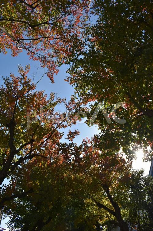 初冬の朝の横浜市北部の遊歩道の紅葉 紅葉,色付き,木々の写真素材