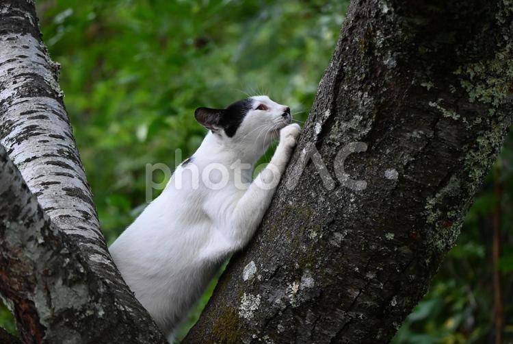 京都浄瑠璃寺のにゃんこ（木登り爪とぎ） ねこ,ノラネコ,ぶちねこの写真素材