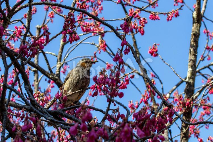 桜の木にとまるヒヨドリ 野鳥,鳥,自然の写真素材