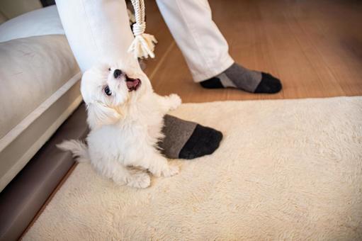 必死でくわえようとするマルチーズ マルチーズ,パピー,幼犬の写真素材