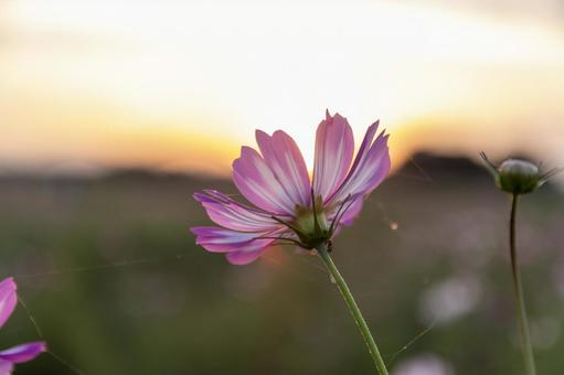 夕暮れのコスモス 秋桜,コスモス畑,コスモスの写真素材