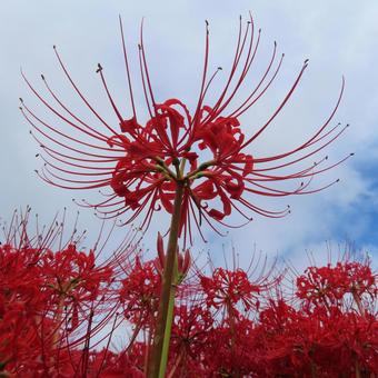 ヒガンバナ(彼岸花・曼珠沙華) ヒガンバナ(彼岸花・曼珠沙華)の写真
