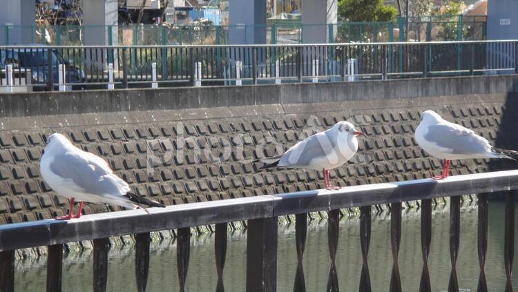 3匹のカモメ カモメ,水鳥,川の写真素材