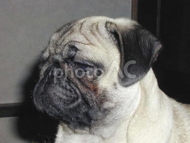 パグの愛らしい表情 パグ,犬,ペットの写真素材